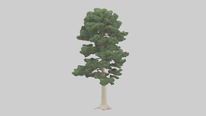 3D model Northern White Cedar tree model VR / AR / low-poly