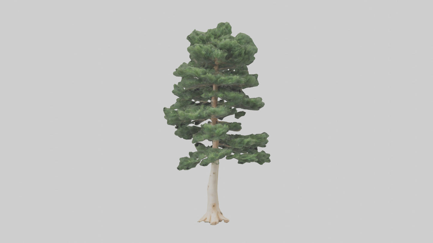 3D model Northern White Cedar tree model VR / AR / low-poly