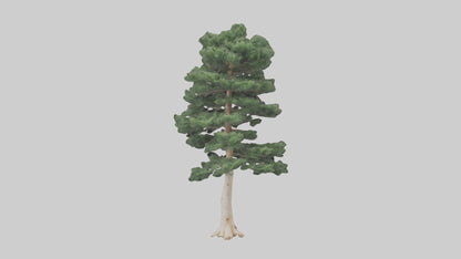 3D model Northern White Cedar tree model VR / AR / low-poly