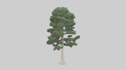 3D model Northern White Cedar tree model VR / AR / low-poly