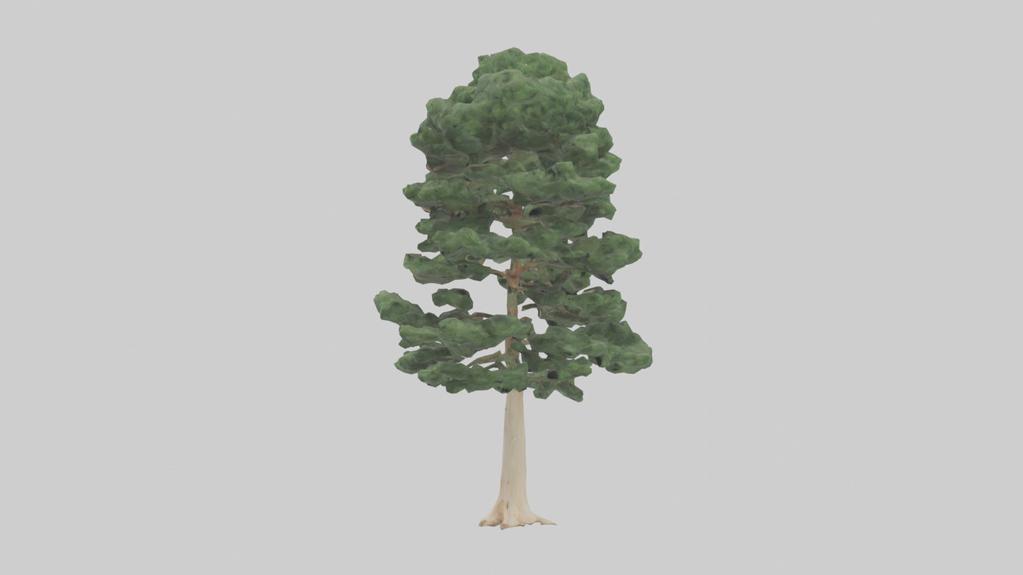 3D model Northern White Cedar tree model VR / AR / low-poly