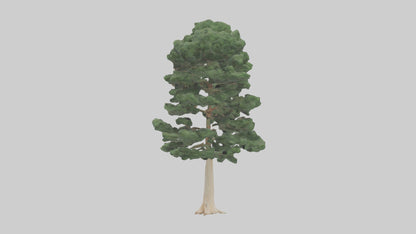 3D model Northern White Cedar tree model VR / AR / low-poly