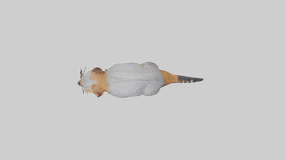 3D model Numbat sniffing model VR / AR / low-poly