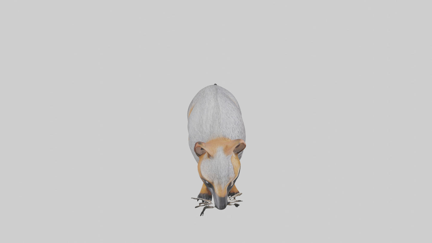 3D model Numbat sniffing model VR / AR / low-poly