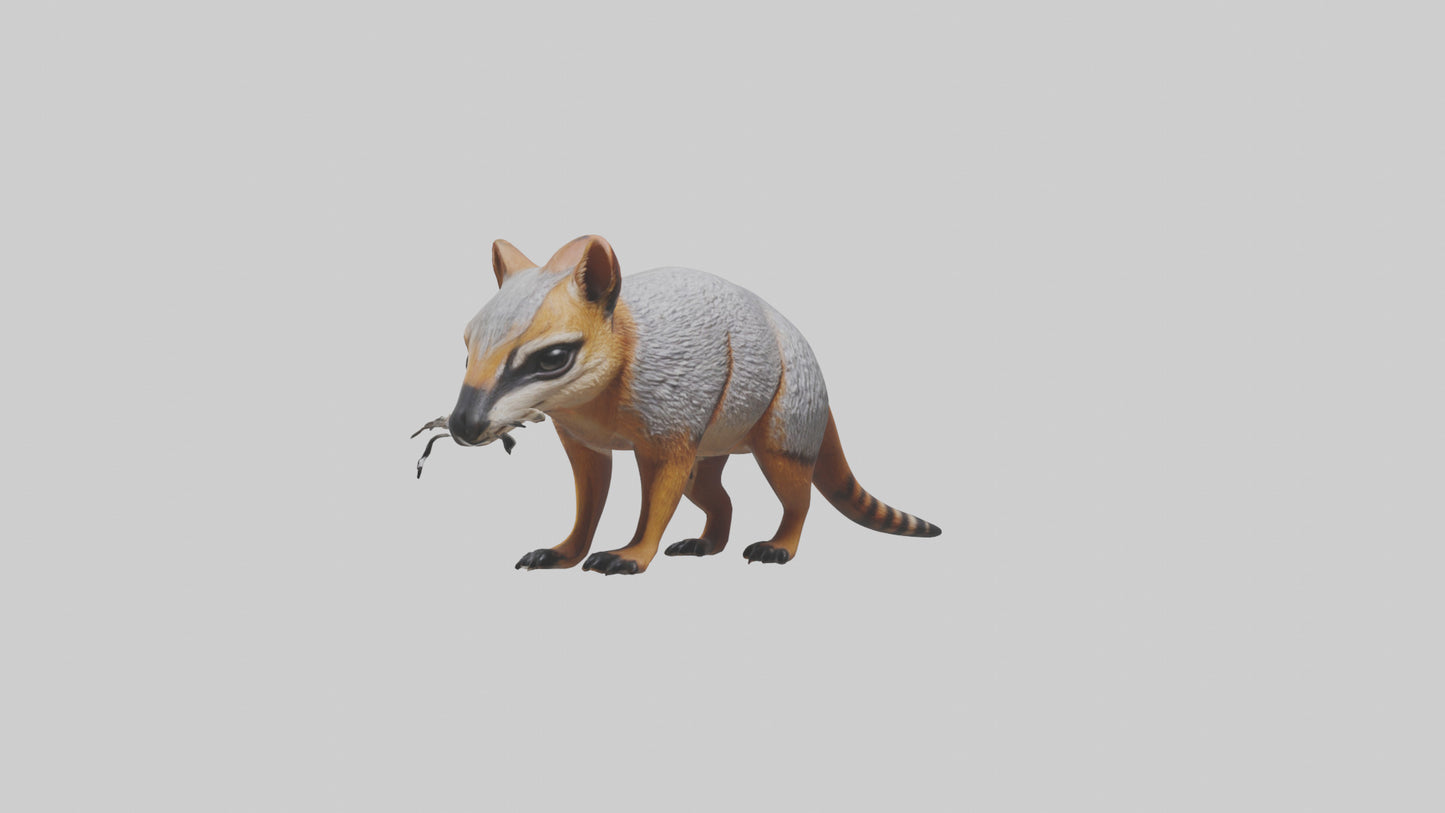 3D model Numbat sniffing model VR / AR / low-poly