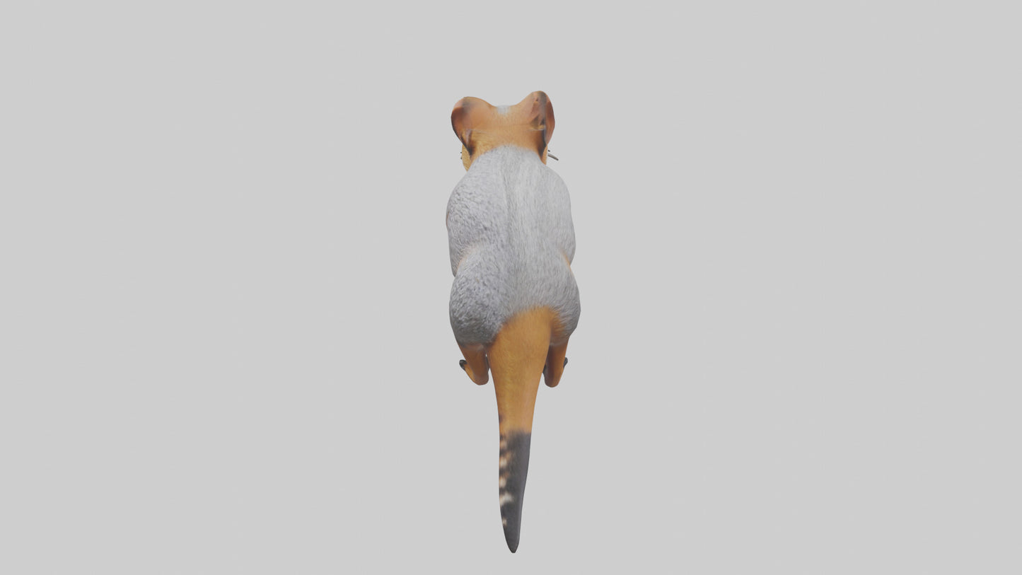 3D model Numbat sniffing model VR / AR / low-poly
