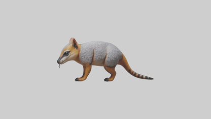 3D model Numbat sniffing model VR / AR / low-poly