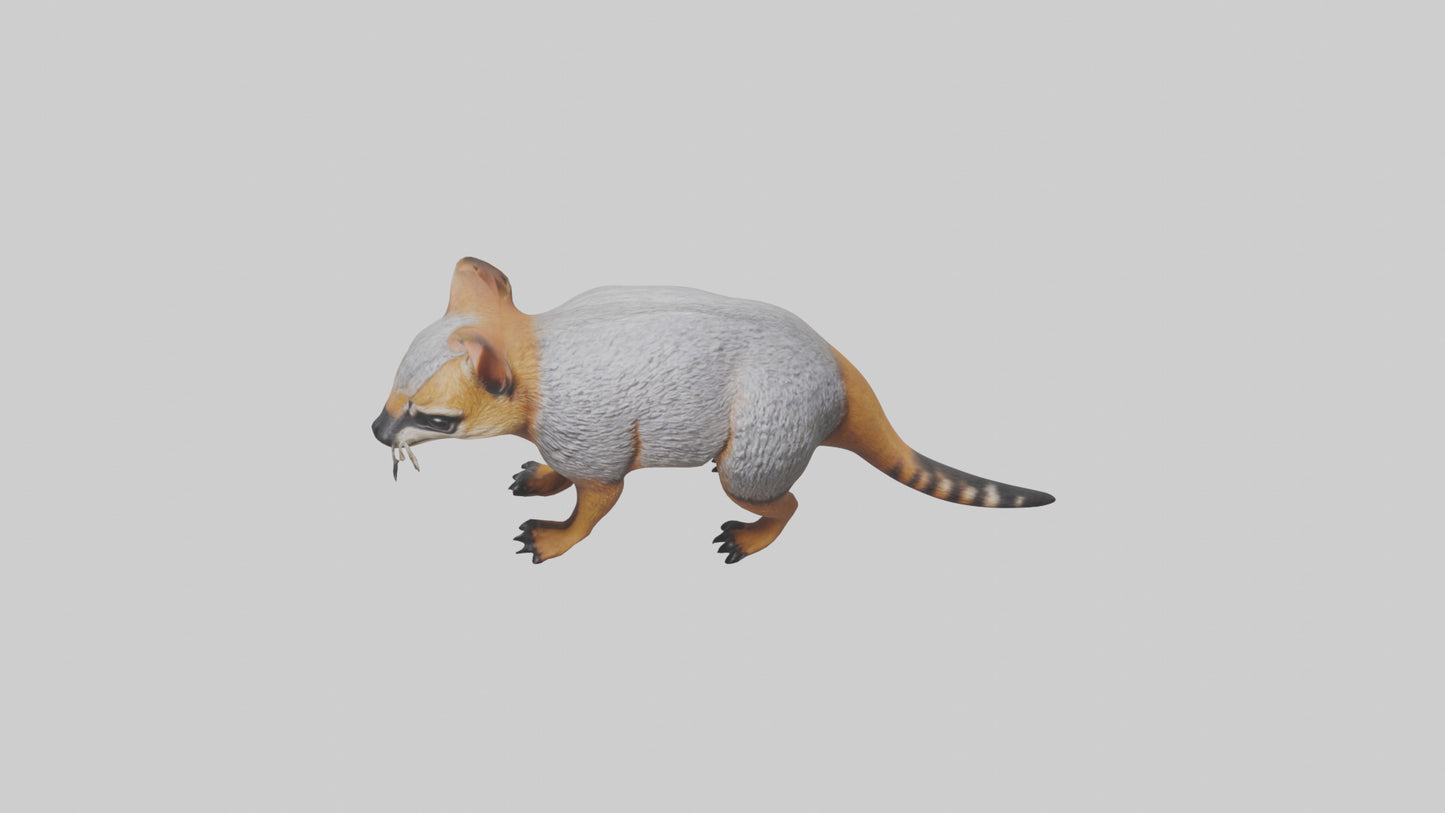 3D model Numbat sniffing model VR / AR / low-poly