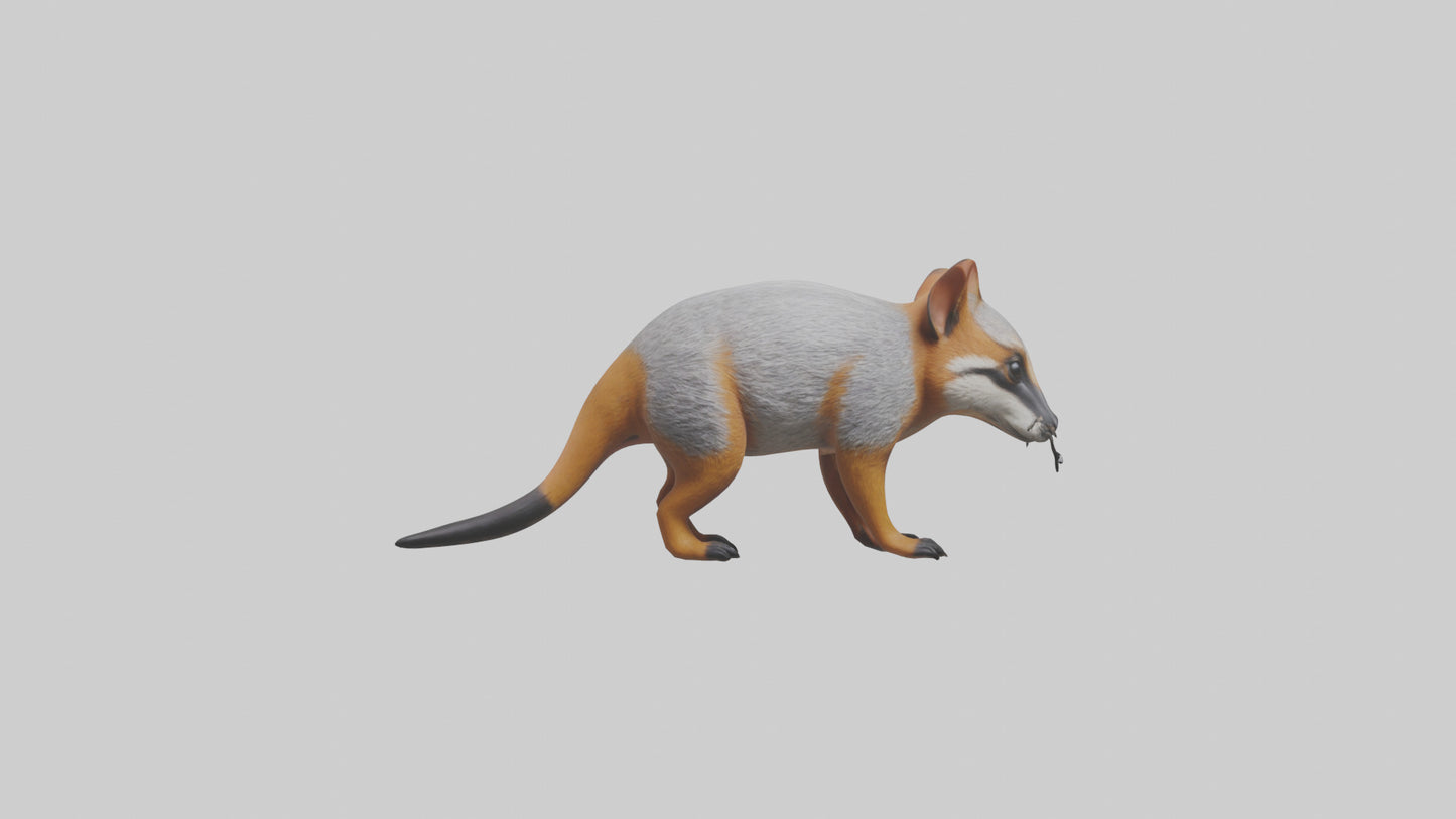 3D model Numbat sniffing model VR / AR / low-poly