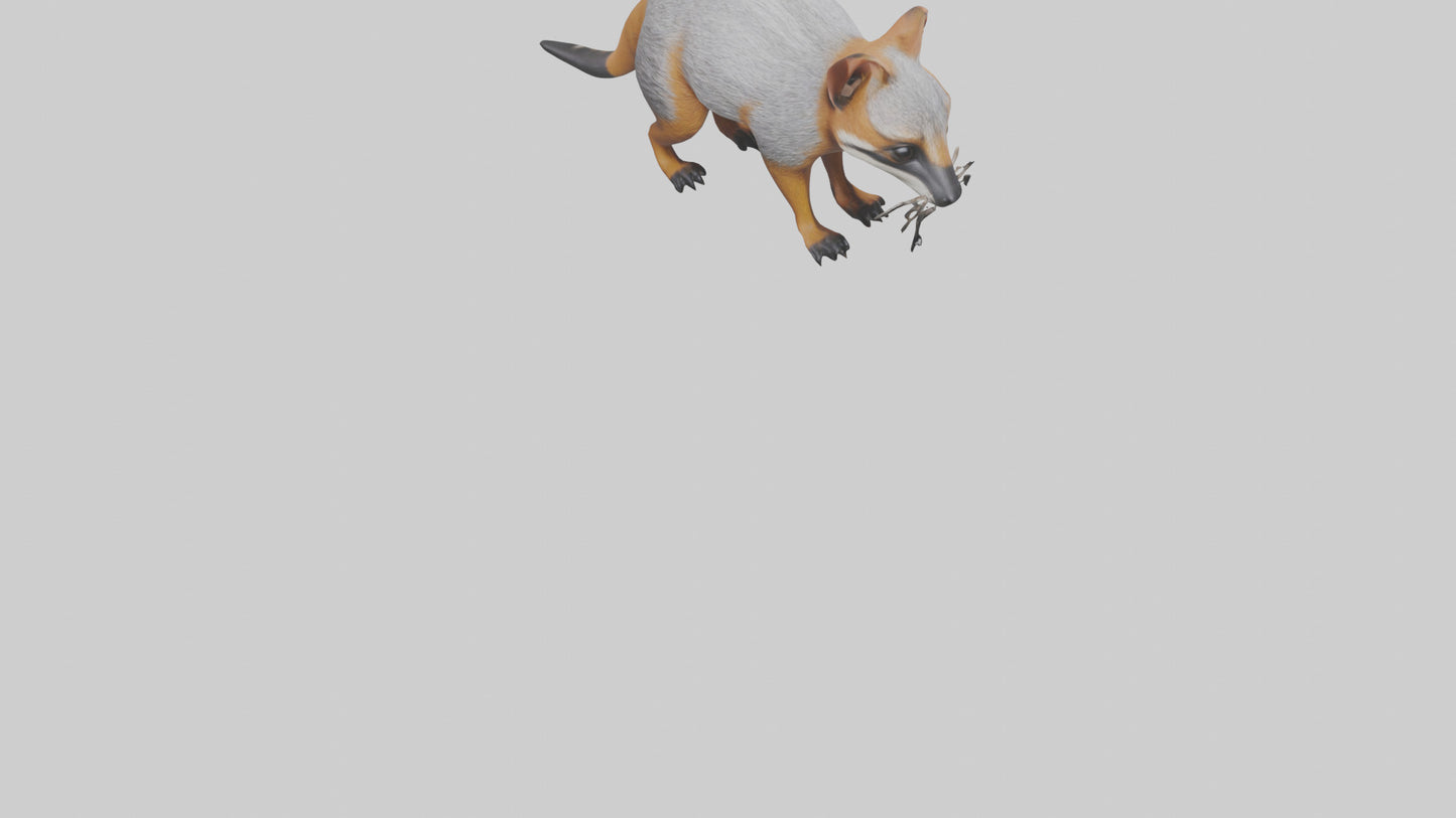 3D model Numbat sniffing model VR / AR / low-poly