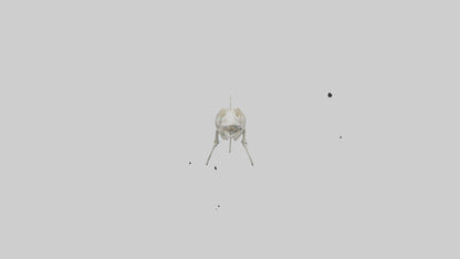 3D model Nurse Shark Skeleton model VR / AR / low-poly