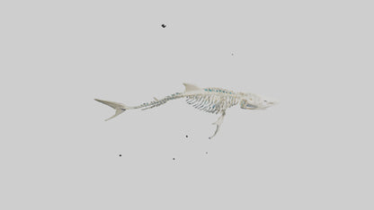 3D model Nurse Shark Skeleton model VR / AR / low-poly