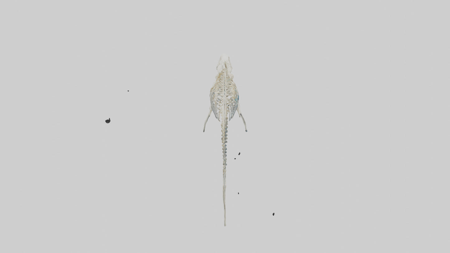 3D model Nurse Shark Skeleton model VR / AR / low-poly