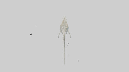 3D model Nurse Shark Skeleton model VR / AR / low-poly