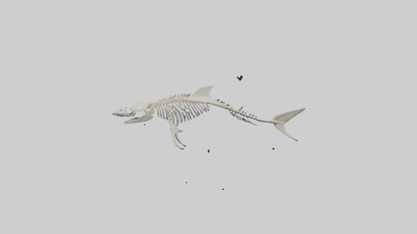 3D model Nurse Shark Skeleton model VR / AR / low-poly