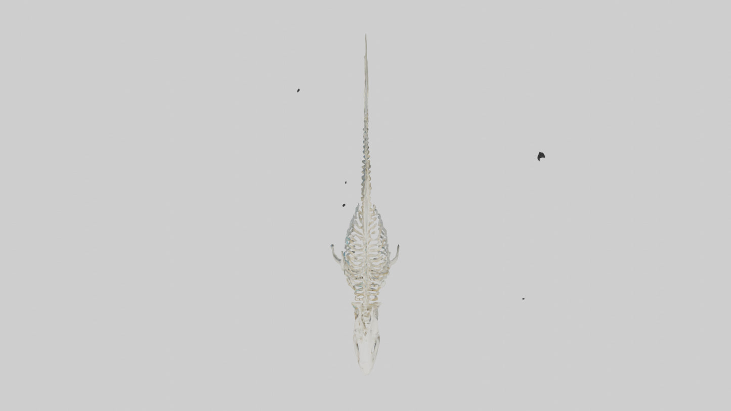 3D model Nurse Shark Skeleton model VR / AR / low-poly