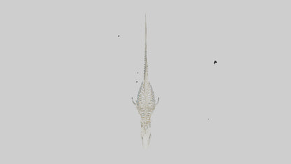 3D model Nurse Shark Skeleton model VR / AR / low-poly