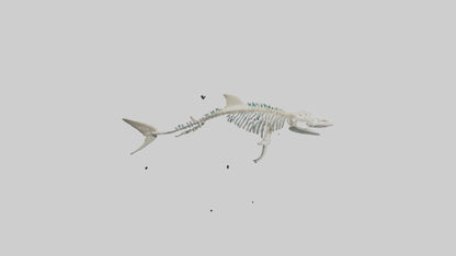 3D model Nurse Shark Skeleton model VR / AR / low-poly