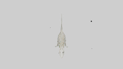 3D model Nurse Shark Skeleton model VR / AR / low-poly