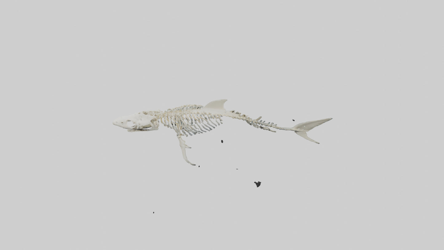 3D model Nurse Shark Skeleton model VR / AR / low-poly