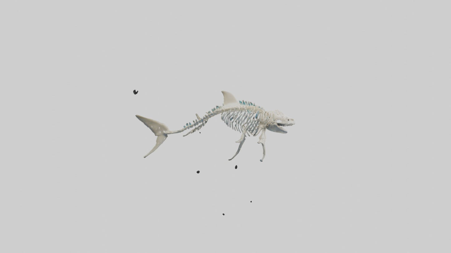 3D model Nurse Shark Skeleton model VR / AR / low-poly