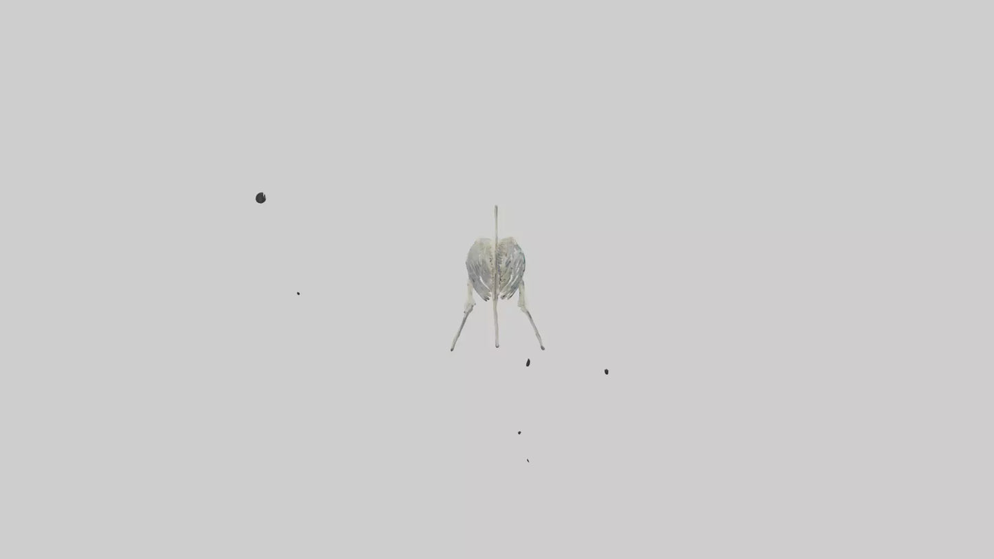 3D model Nurse Shark Skeleton model VR / AR / low-poly