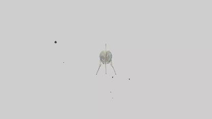 3D model Nurse Shark Skeleton model VR / AR / low-poly