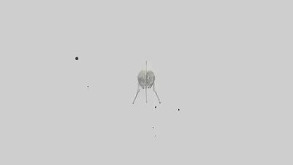 3D model Nurse Shark Skeleton model VR / AR / low-poly