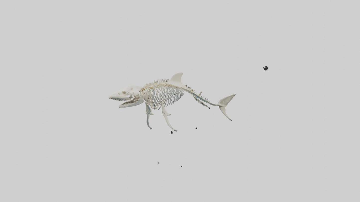 3D model Nurse Shark Skeleton model VR / AR / low-poly