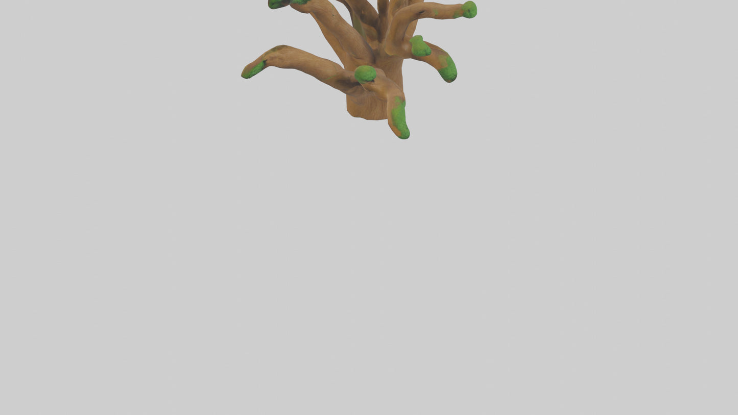 3D model Oak Tree Model VR / AR / low-poly