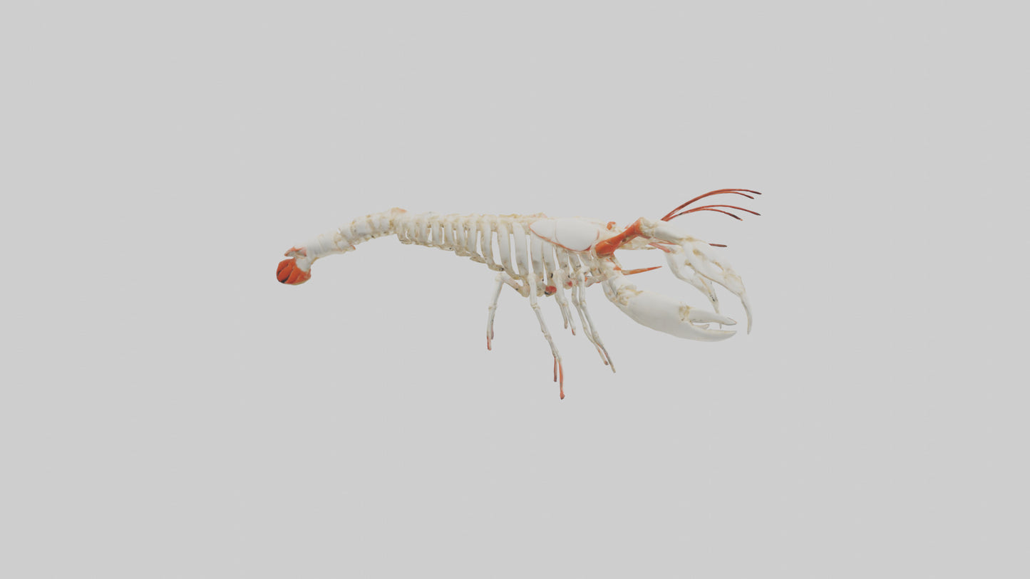 3D model obster Skeleton model VR / AR / low-poly