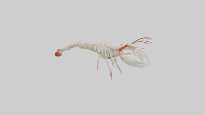 3D model obster Skeleton model VR / AR / low-poly