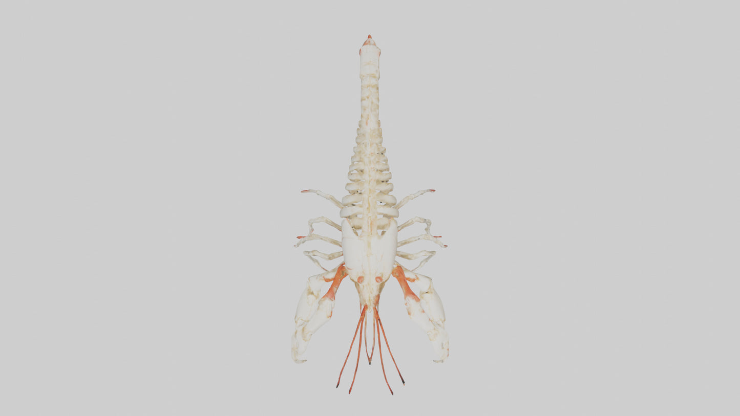 3D model obster Skeleton model VR / AR / low-poly