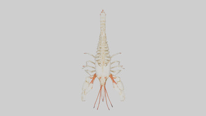 3D model obster Skeleton model VR / AR / low-poly