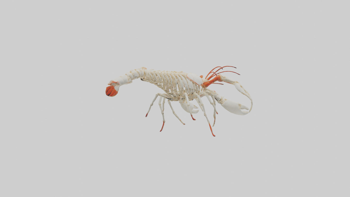 3D model obster Skeleton model VR / AR / low-poly