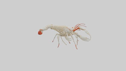 3D model obster Skeleton model VR / AR / low-poly