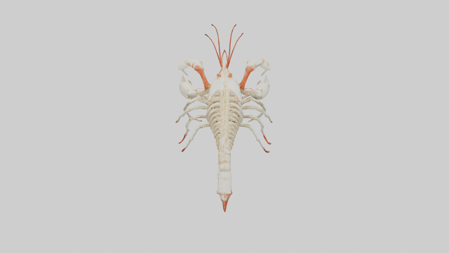 3D model obster Skeleton model VR / AR / low-poly