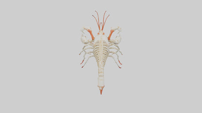 3D model obster Skeleton model VR / AR / low-poly