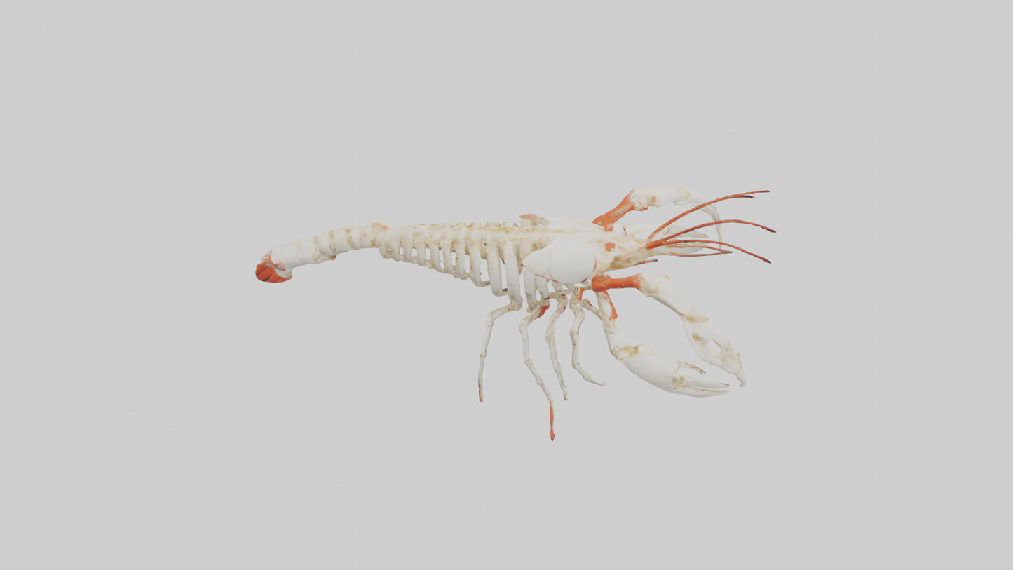 3D model obster Skeleton model VR / AR / low-poly