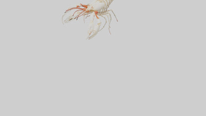 3D model obster Skeleton model VR / AR / low-poly