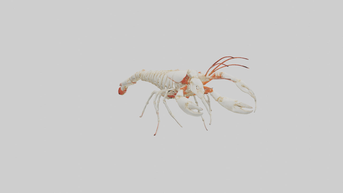 3D model obster Skeleton model VR / AR / low-poly