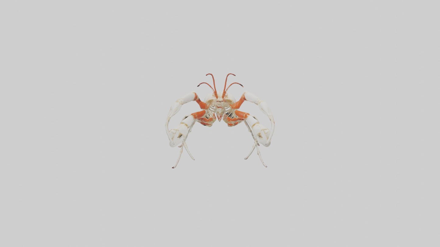 3D model obster Skeleton model VR / AR / low-poly