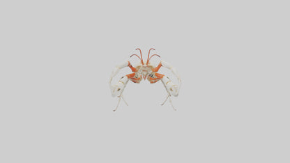 3D model obster Skeleton model VR / AR / low-poly