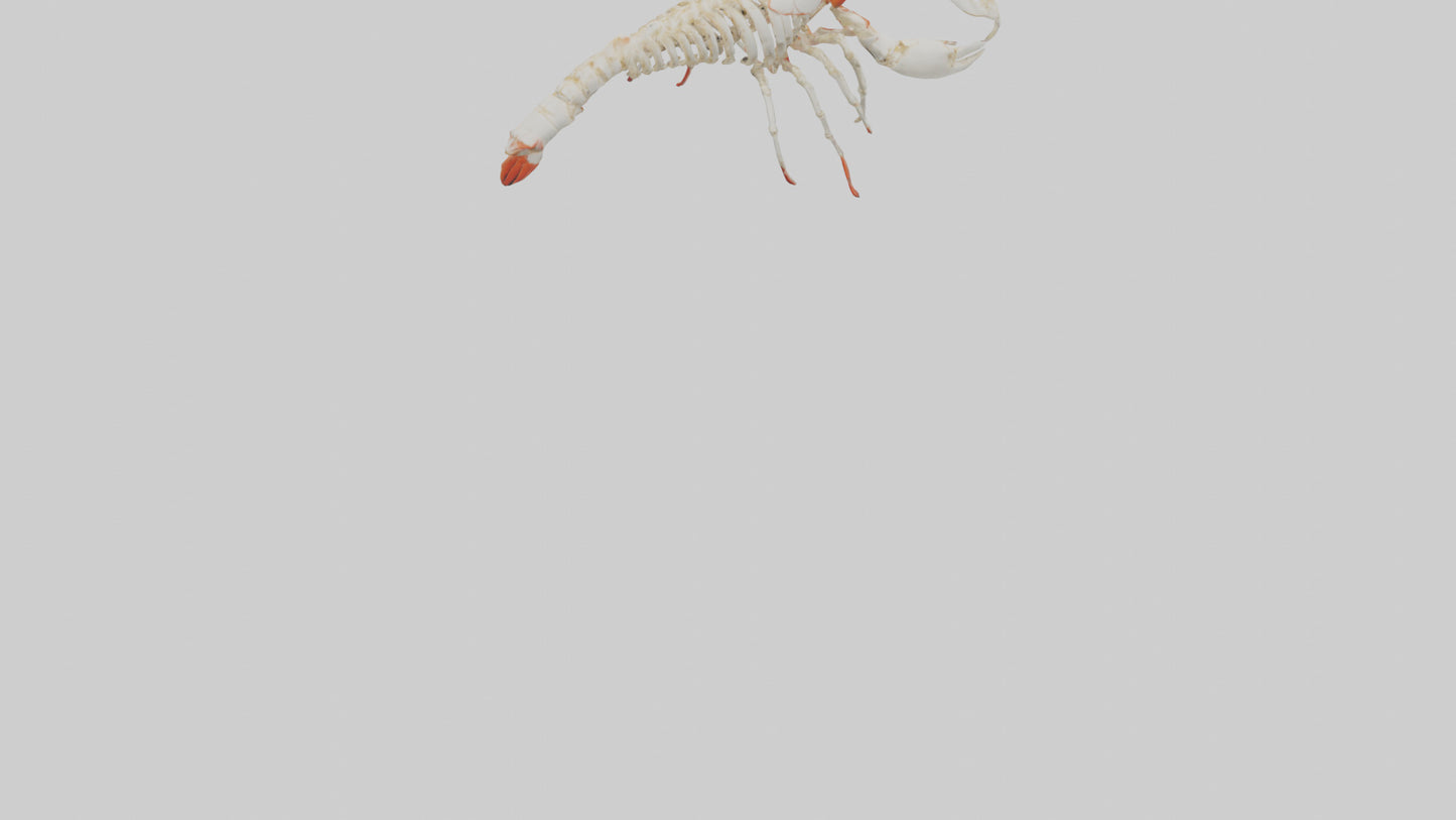 3D model obster Skeleton model VR / AR / low-poly