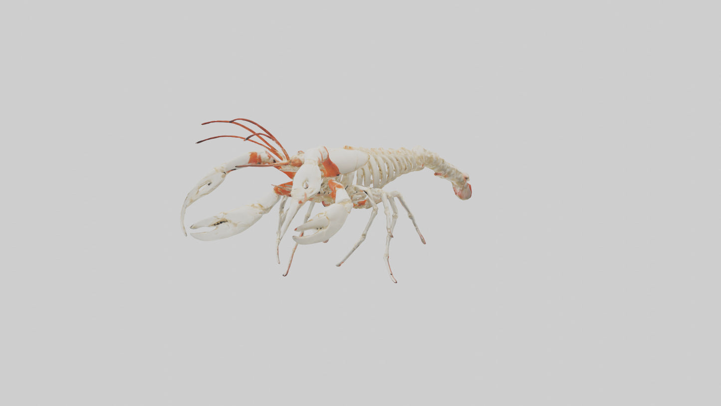 3D model obster Skeleton model VR / AR / low-poly