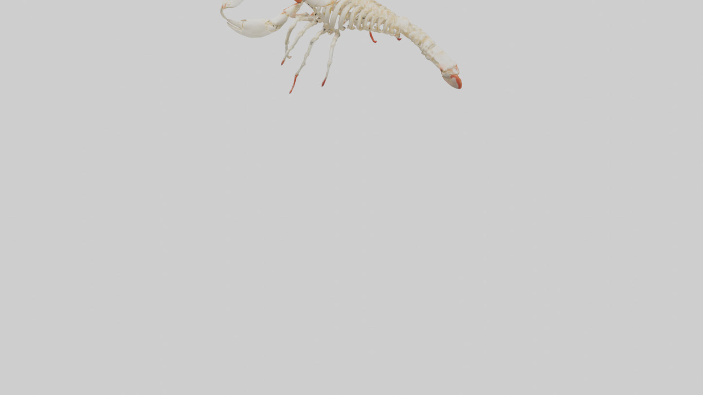 3D model obster Skeleton model VR / AR / low-poly