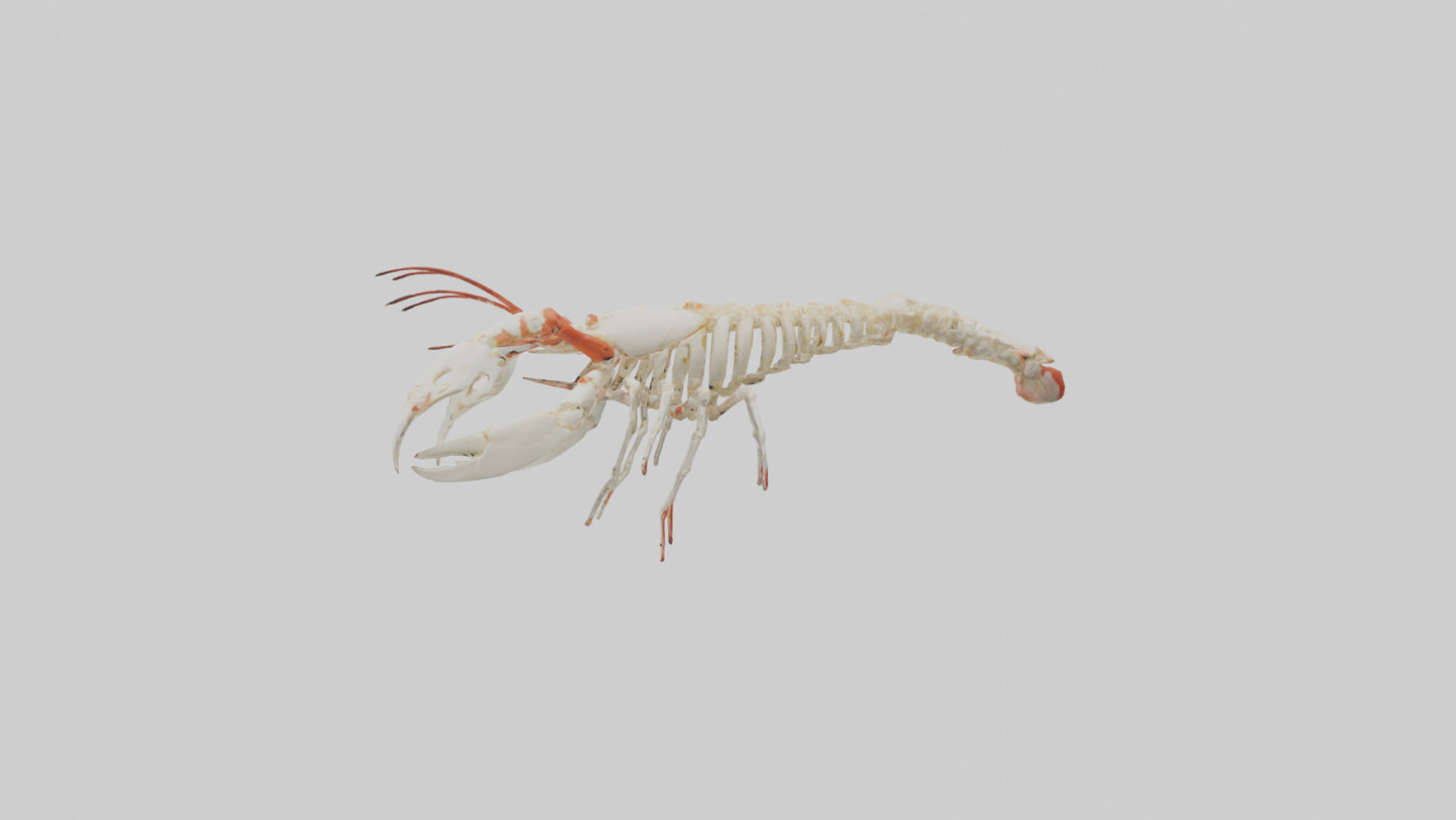 3D model obster Skeleton model VR / AR / low-poly