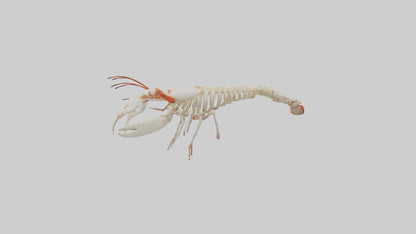3D model obster Skeleton model VR / AR / low-poly