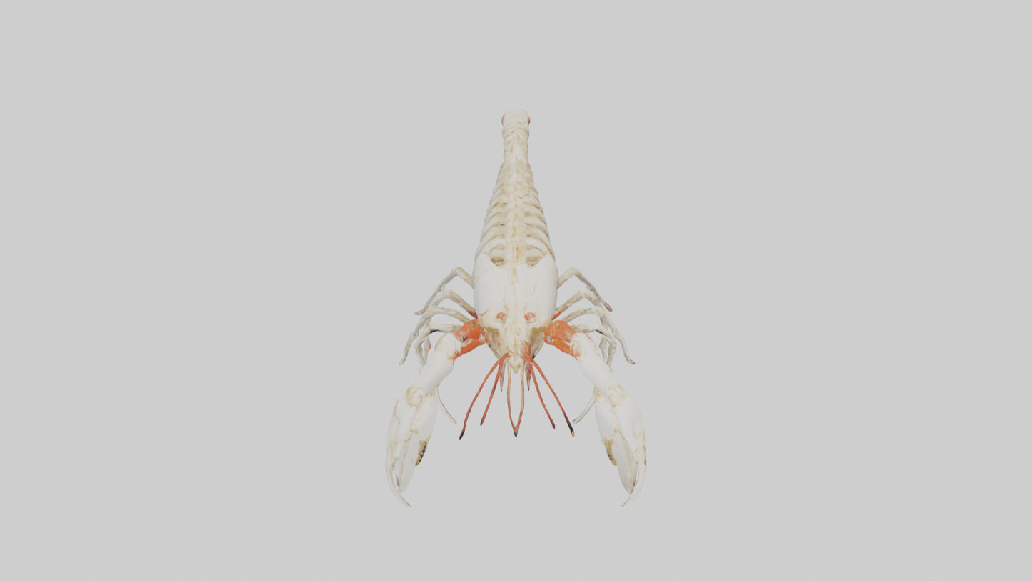 3D model obster Skeleton model VR / AR / low-poly