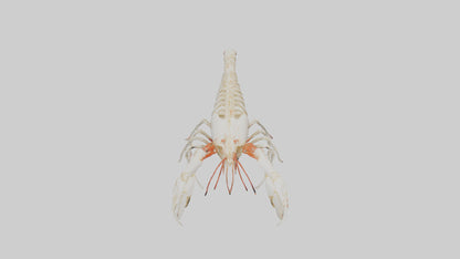 3D model obster Skeleton model VR / AR / low-poly